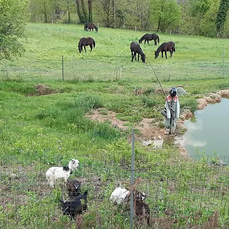 Locazione Turistica Aquila Bianca *